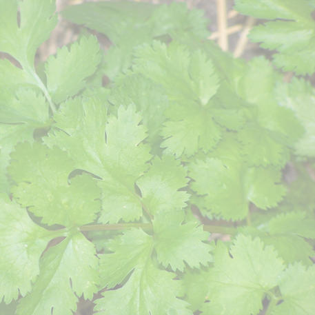 CORIANDER 0.1kg (100g)