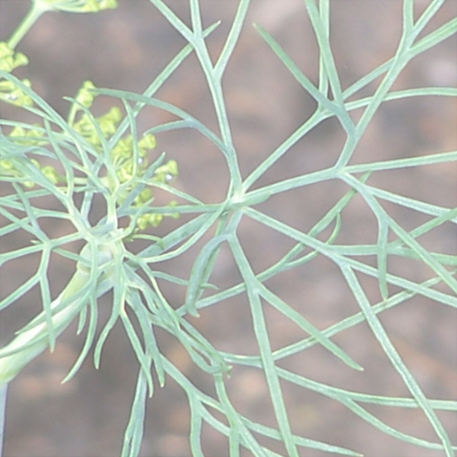 DILL - BOUQUET 0.01kg (10g)