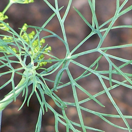 DILL - BOUQUET 0.005kg (5g)