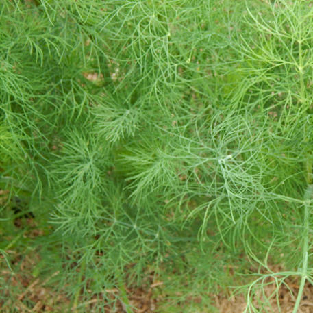 DILL - VIERLING
