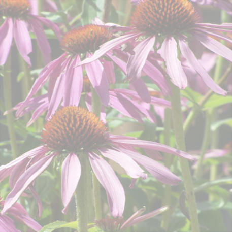 ECHINACEA 0.01kg (10g)