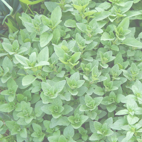 OREGANO 0.01kg (10g)