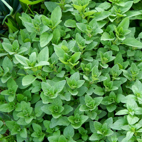 OREGANO 0.002kg (2g)