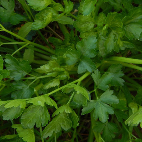 PARSLEY - GIANT ITALIAN