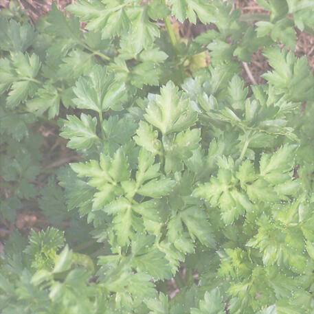 PARSLEY - ITALIAN 0.1kg (100g)