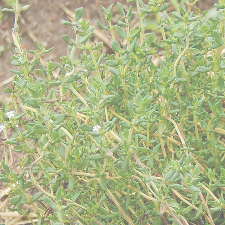 THYME - ENGLISH 0.01kg (10g)