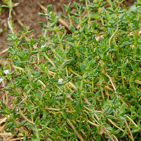 THYME - ENGLISH