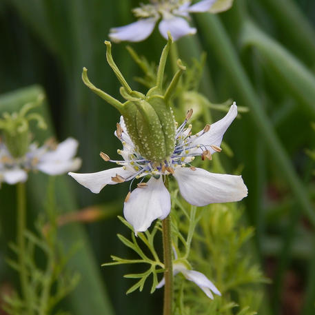 BLACK CUMIN