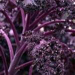 BORECOLE - RED KALE