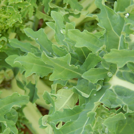 GREEN COSSACK 0.01kg (10g)