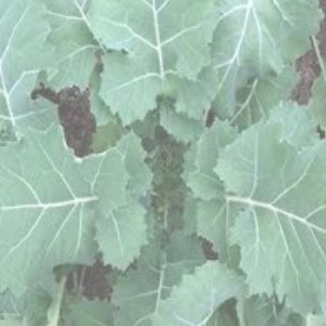 EARLY HANOVER (Kale) 0.1kg (100g)