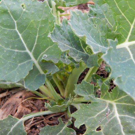 SIBERIAN (Kale)