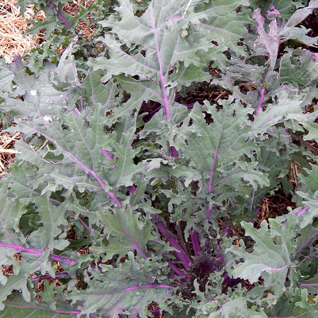 RED RUSSIAN (Kale) 0.01kg (10g)