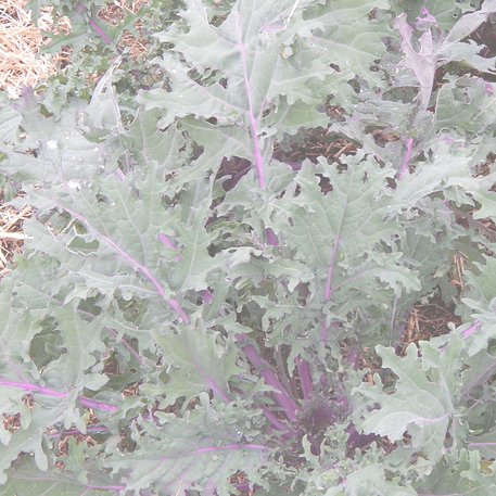 RED RUSSIAN (Kale) 0.1kg (100g)
