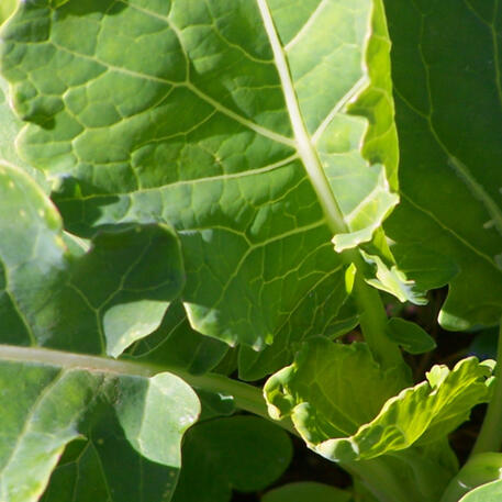 THOUSAND HEADED (Kale) 