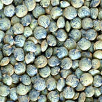 PUY LENTIL
