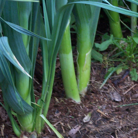 BULGARIAN GIANT