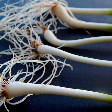 PERENNIAL LEEK (Live Plant)