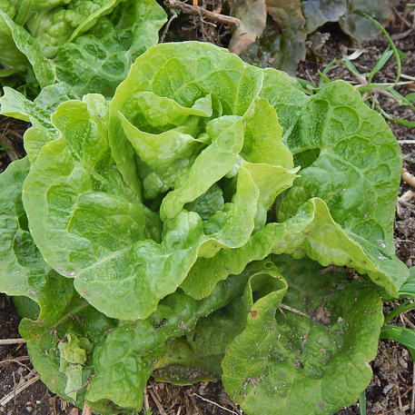 GREEN MIGNONETTE