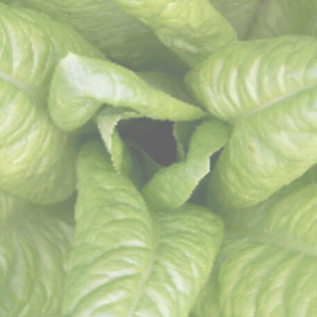 CELTUCE 0.01kg (10g)