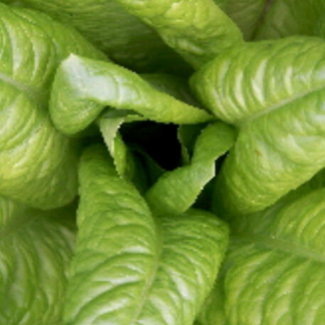 CELTUCE 0.005kg (5g)