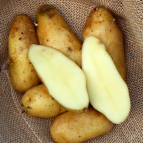 BANANA - 1kg (Potato)