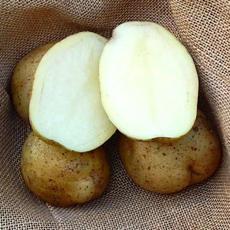 CARLINGFORD (8 tubers)