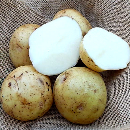 COLIBAN - 1kg
