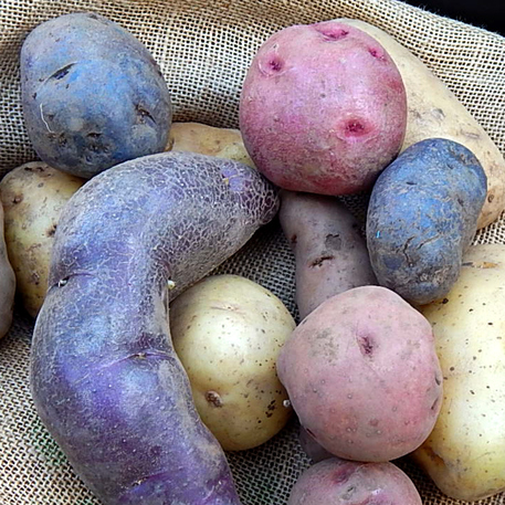 POTATO 'Gourmet Mix' (8 tubers)