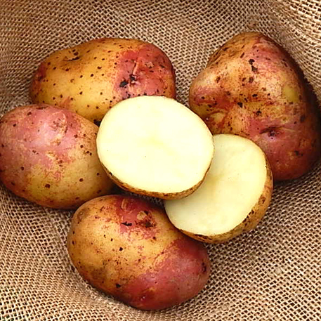 KING EDWARD (8 tubers)