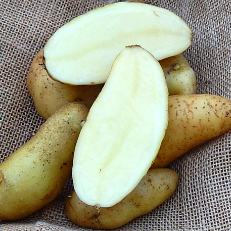 KIPFLER - 500g