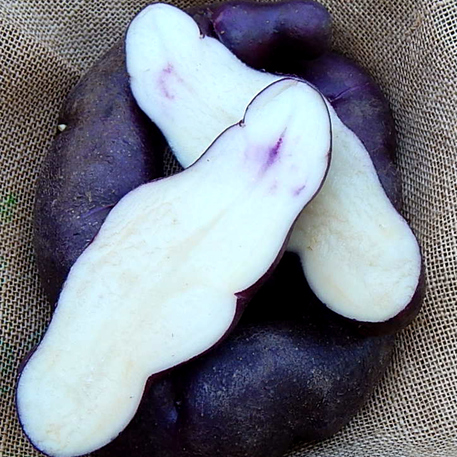 NEW ZEALAND KIDNEY (8 tubers) ***NOT CERTIFIED - EATING POTATO ONLY***