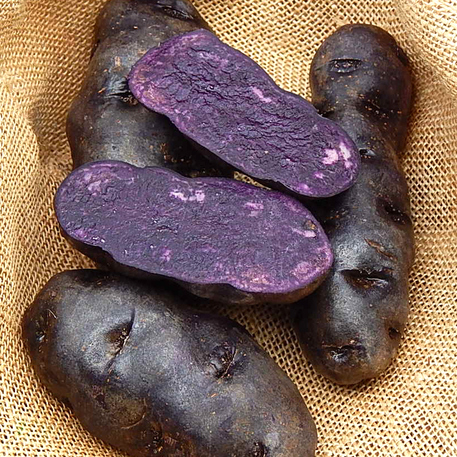 PURPLE CONGO (8 tubers)