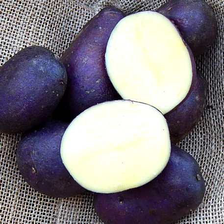ROYAL BLUE - 500g
