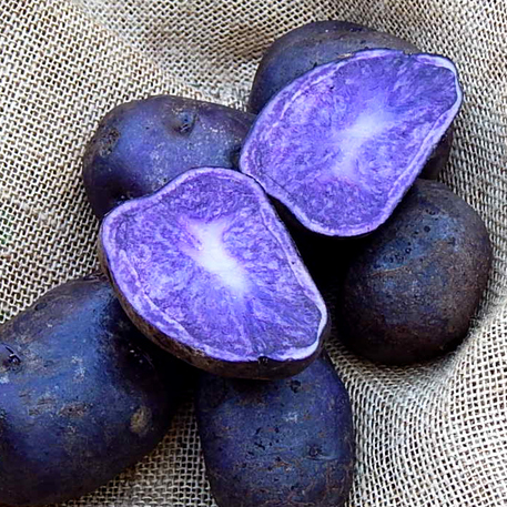 SAPPHIRE (8 tubers)