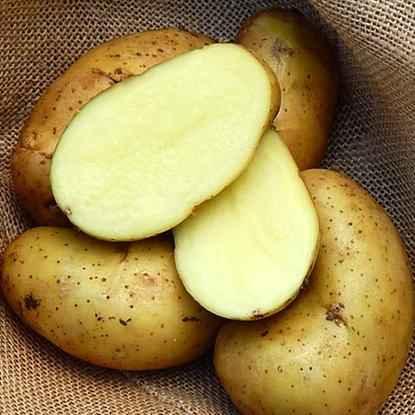 SPUNTA - 1kg