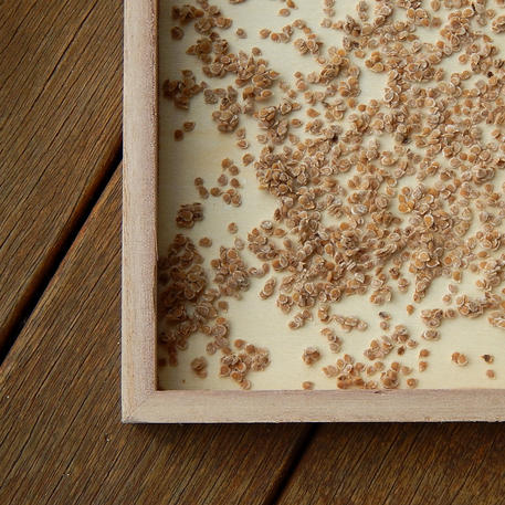 SEED DRYING TRAY (Wood)