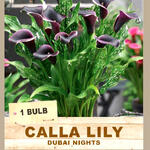 CALLA LILY 'Dubai Nights' (1 Bulb)