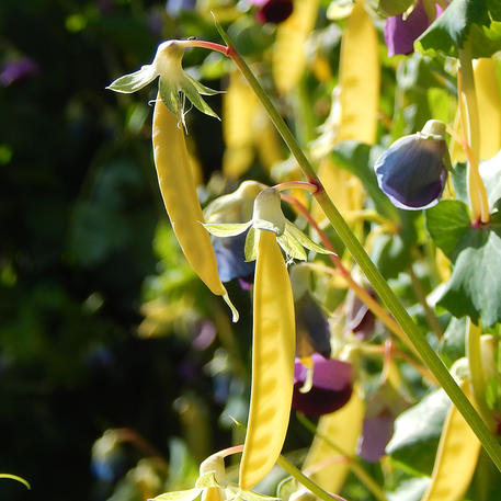 GOLDEN PODDED (Pea) (LSP)