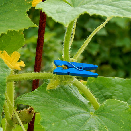 MINI PEGS (for Hand Pollinating Cucumbers)
