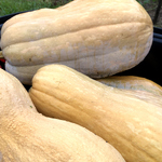 WRINKLED BUTTERNUT CSB(A)