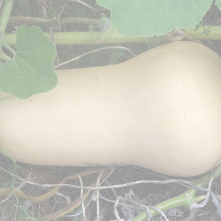 WALTHAM BUTTERNUT 0.1kg (100g)