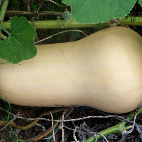 WALTHAM BUTTERNUT 0.01kg (10g)