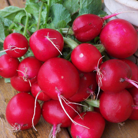 CHAMPION (Radish)