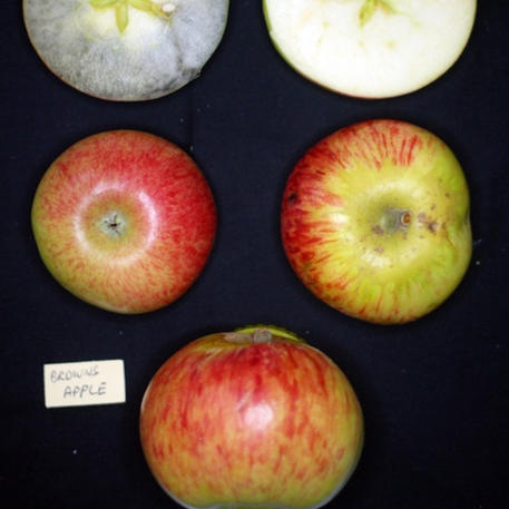 BROWNS APPLE (Scion)