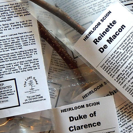 DUTCH MEDLAR (Scion)