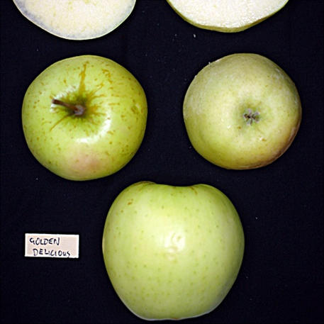 GOLDEN DELICIOUS (Scion)