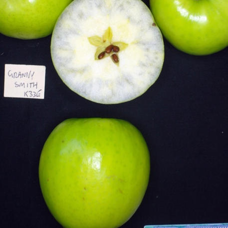 GRANNY SMITH (Scion)