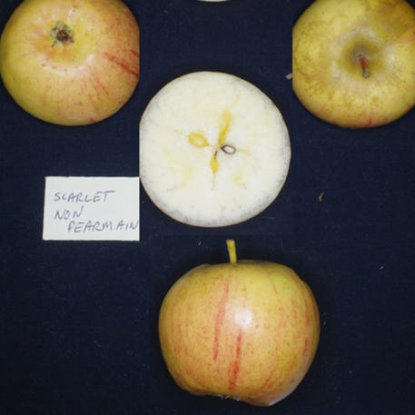 SCARLET NON PAREIL (Scion)