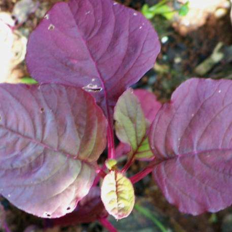 AMARANTH - MEKONG RED